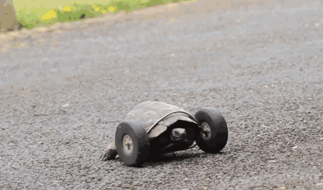 Esta tortuga de 90 años perdió sus patas delanteras y consiguió unas ruedas protésicas
