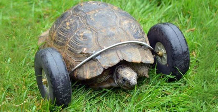 Esta tortuga de 90 años perdió sus patas delanteras y consiguió unas ruedas protésicas
