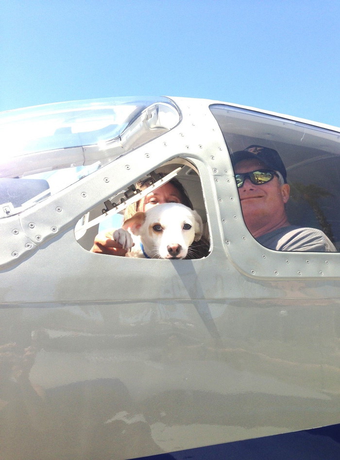 Gracias a pilotos voluntarios, estos perros vuelan a otros refugios para salvarse de ser sacrificados