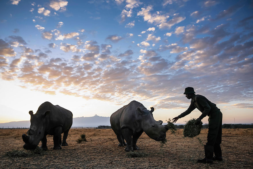 Los guardabosques protegen al último rinoceronte blanco del norte que queda en el mundo