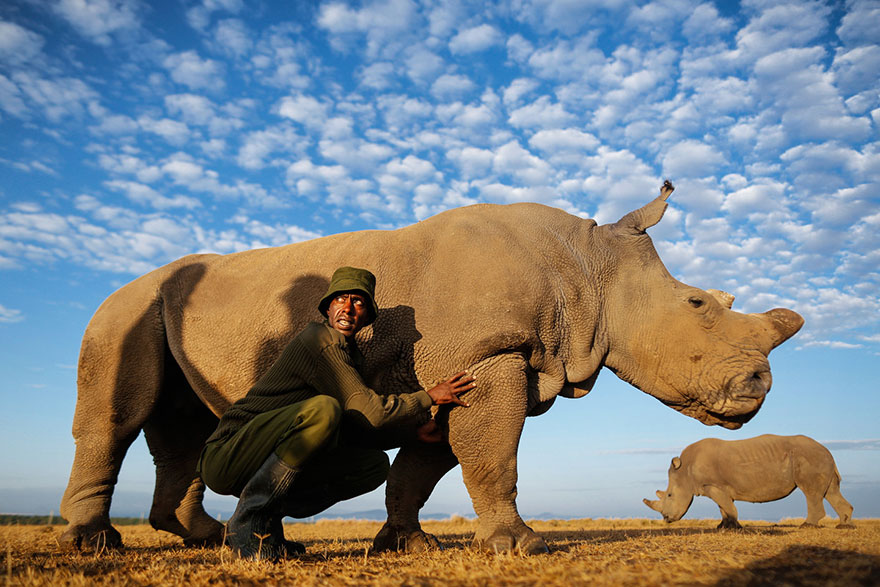 Los guardabosques protegen al último rinoceronte blanco del norte que queda en el mundo