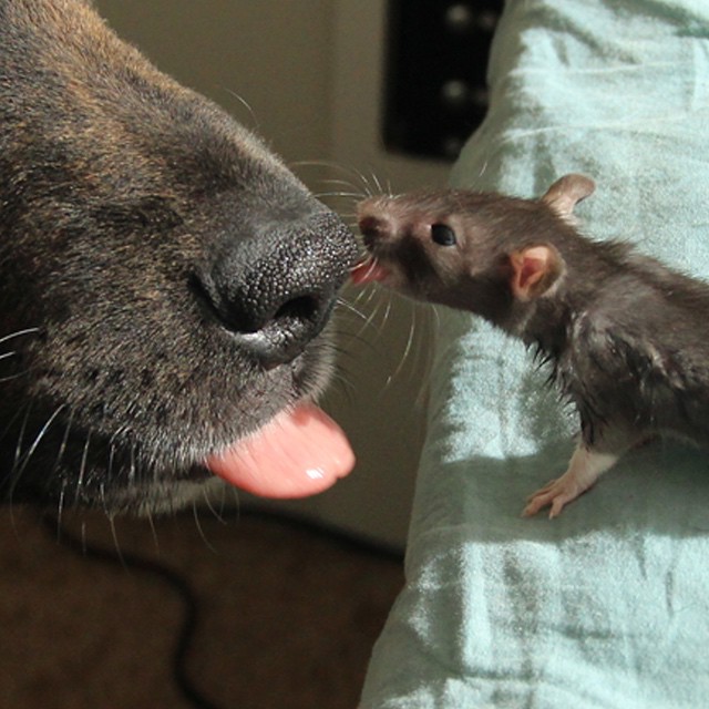amistad-animal-riff-rata-osiris-perro (10)