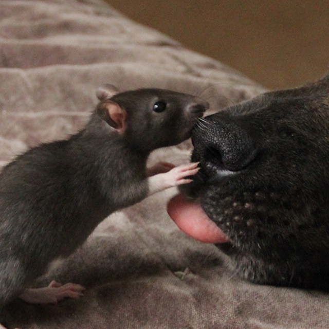 amistad-animal-riff-rata-osiris-perro (5)
