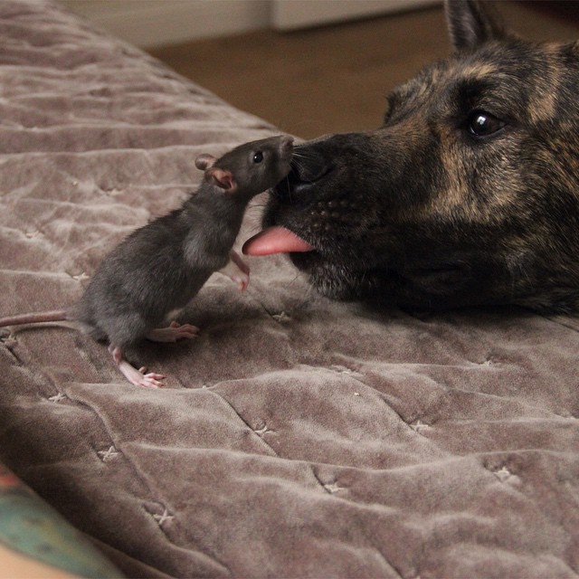 amistad-animal-riff-rata-osiris-perro (7)