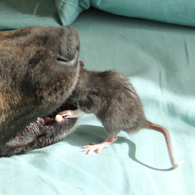 amistad-animal-riff-rata-osiris-perro (8)