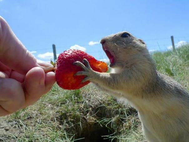 12 Animales comiendo frutos rojos que parecen monstruos de películas de miedo