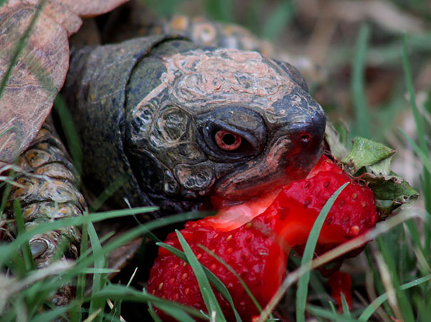 12 Animales comiendo frutos rojos que parecen monstruos de películas de miedo
