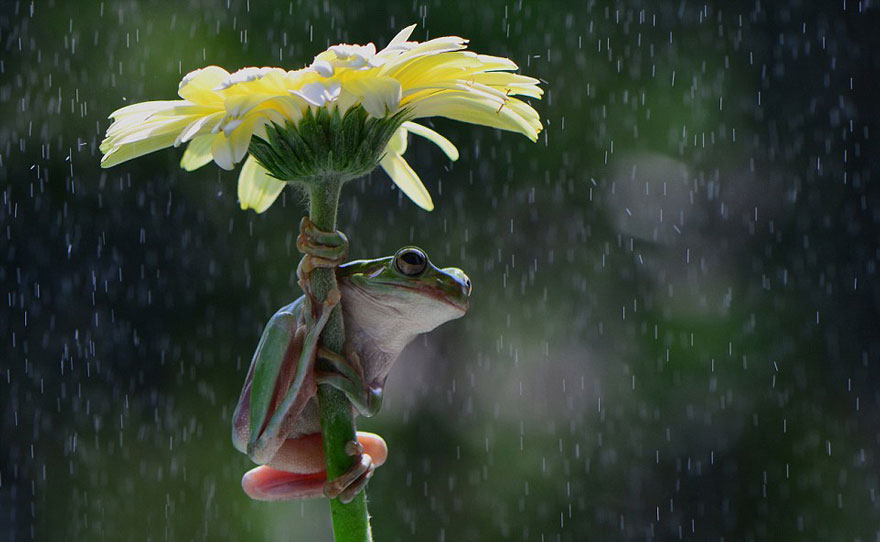 15 Animales utilizando paraguas naturales