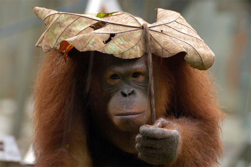 15 Animales utilizando paraguas naturales