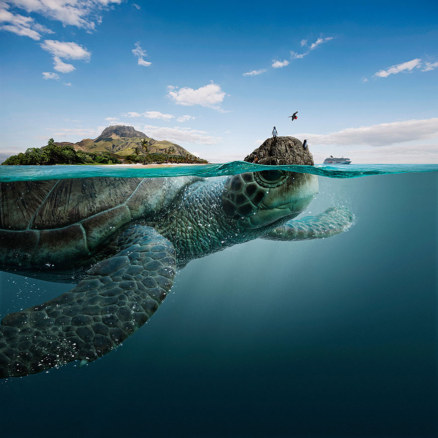 Estos majestuosos animales marinos cargan sobre sus espaldas las 4 biosferas de Ecuador