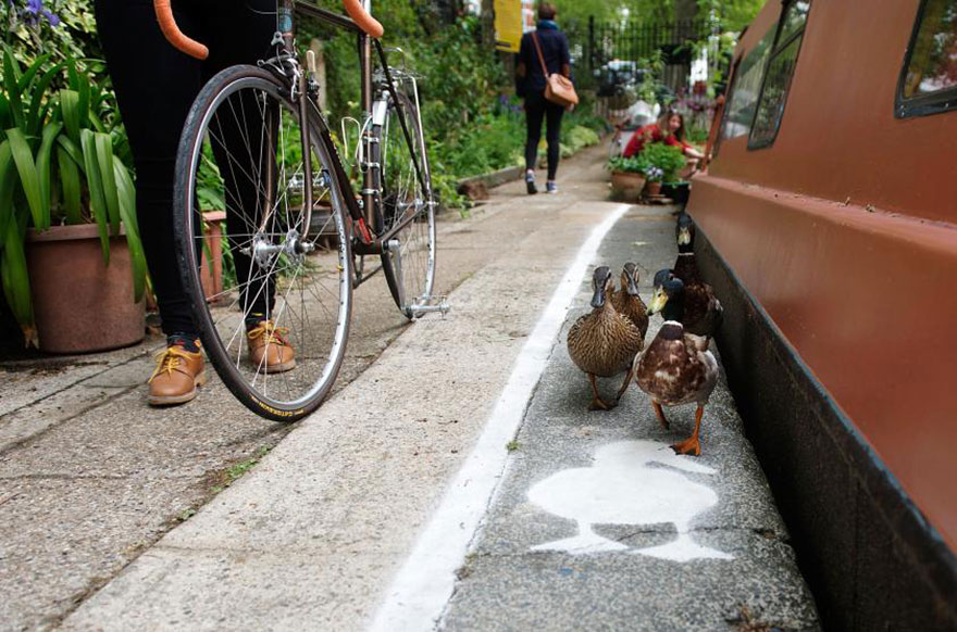 Los patos consiguen su propio carril en los caminos junto al Canal en Londres