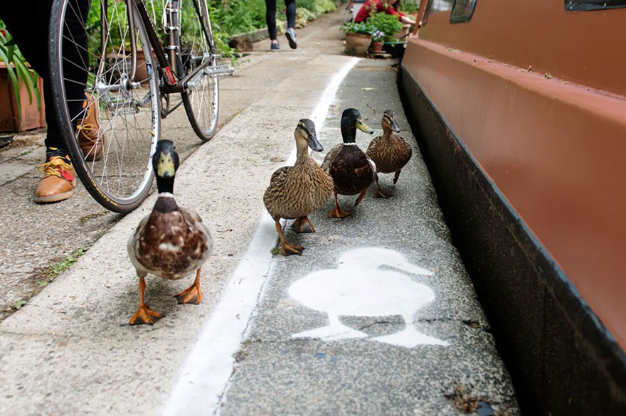 Los patos consiguen su propio carril en los caminos junto al Canal en Londres