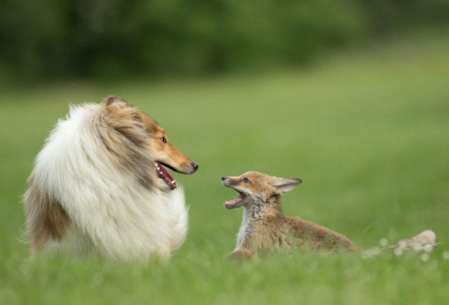 Este perro adoptó a una cría de zorro después de morir su madre en un accidente de coche