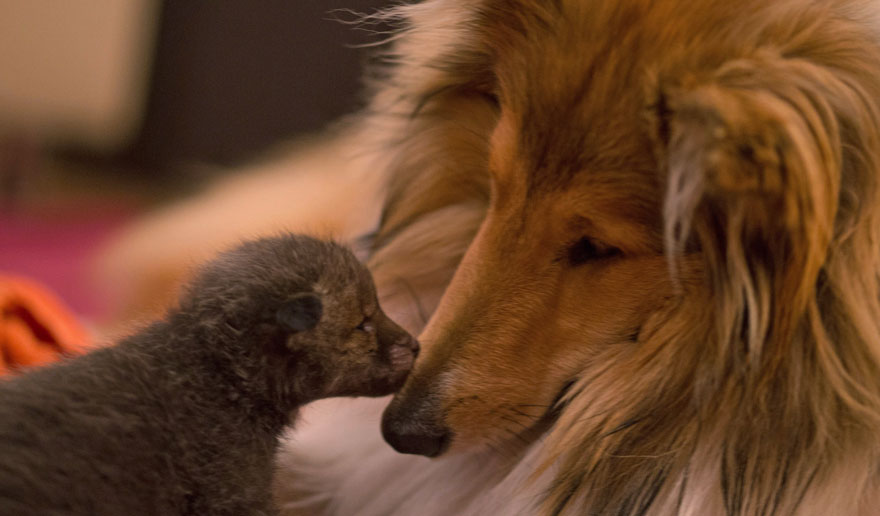 Este perro adoptó a una cría de zorro después de morir su madre en un accidente de coche