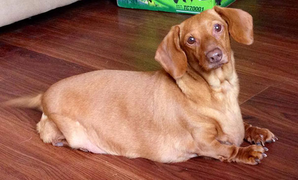 Dennis el perro salchicha consiguió perder 20 kilos haciendo dieta y ejercicio