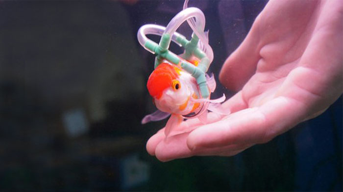 El dueño de este pez le hizo una "silla de ruedas" de corcho para ayudarle a nadar bien