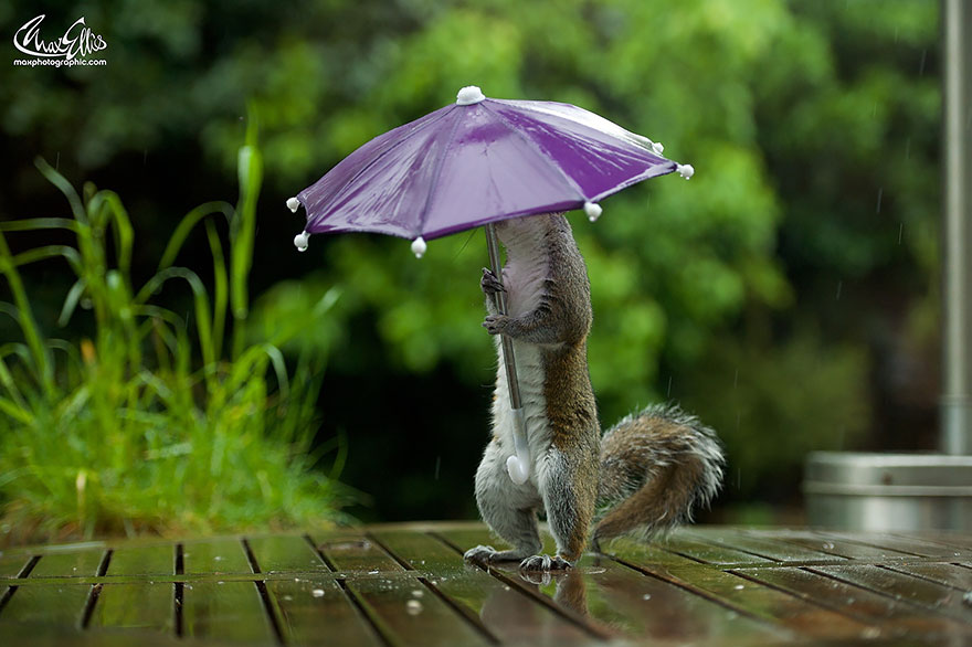 Este fotógrafo le dio un paraguas diminuto a una ardilla para que se protegiera de la lluvia