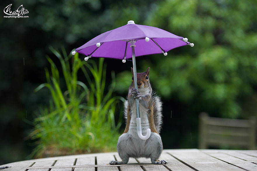 Este fotógrafo le dio un paraguas diminuto a una ardilla para que se protegiera de la lluvia