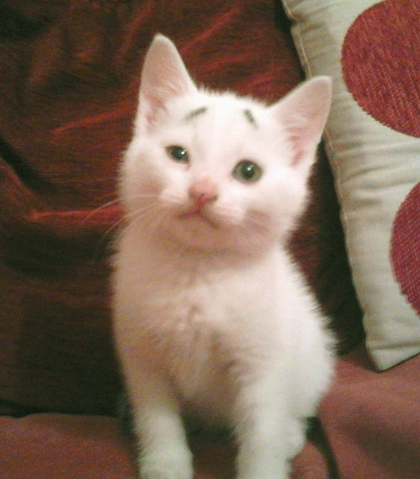 Este gatito de 8 semanas nació con cejas y una expresión de desconcierto permanente