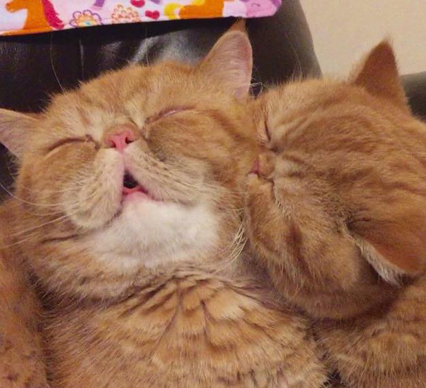 Este vídeo de gatos besándose toma un giro muy inesperado