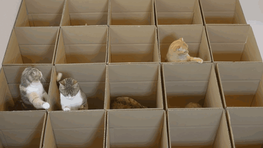 9 Gatos disfrutando el laberinto de cajas de cartón que su sirviente humano ha construido