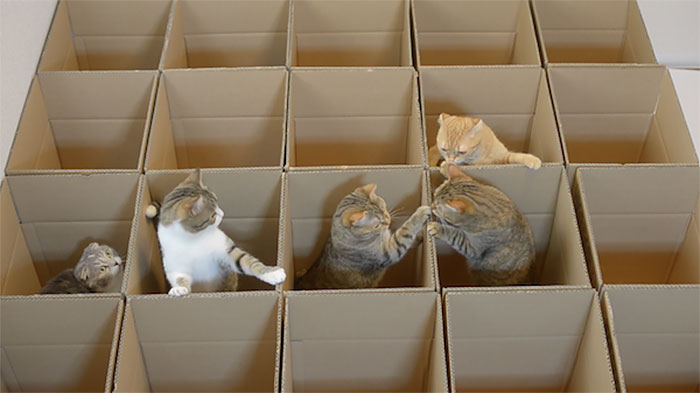 gatos-jugando-laberinto-cajas-carton (2)