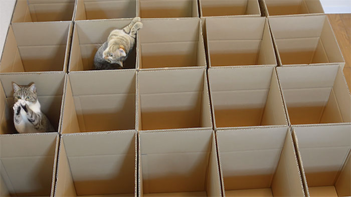 gatos-jugando-laberinto-cajas-carton (3)