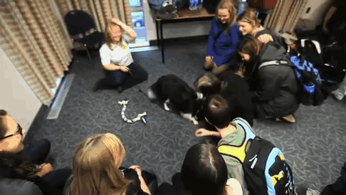 Una universidad crea una habitación con cachorros para ayudar a los estudiantes estresados