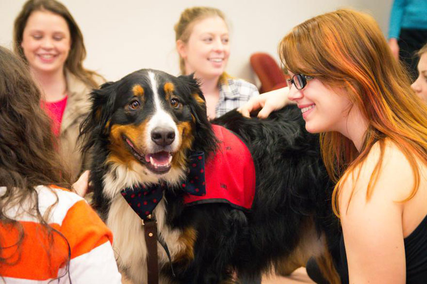 Una universidad crea una habitación con cachorros para ayudar a los estudiantes estresados