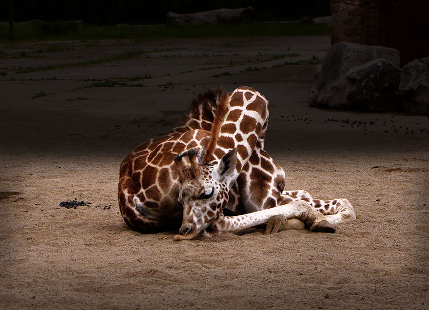 Así es como duermen las jirafas
