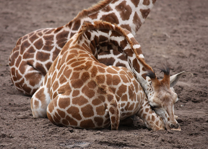 Así es como duermen las jirafas