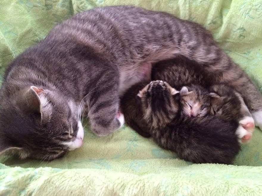 3 Gatitos abandonados encuentran una nueva madre adoptiva en una gata que perdió a sus crías