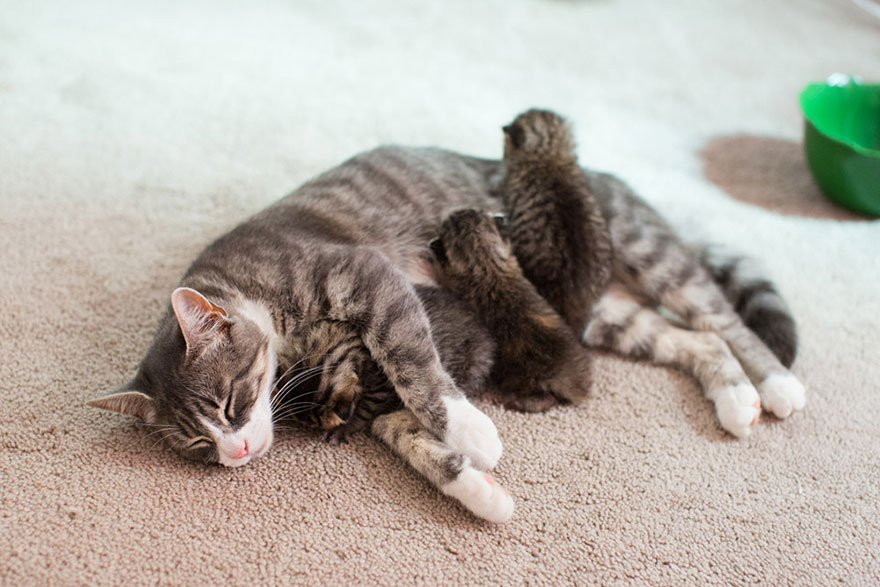 3 Gatitos abandonados encuentran una nueva madre adoptiva en una gata que perdió a sus crías