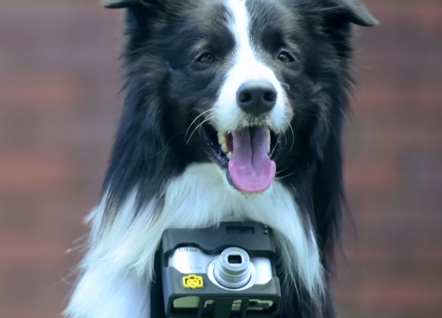 El primer perro fotógrafo del mundo usa un monitor cardiaco que saca fotos cuando se emociona