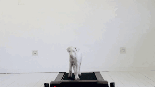 Fotos secuenciales de mi cachorro rescatado en una cinta de correr para ver su crecimiento