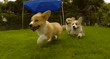 Estos cachorros de corgi corriendo a cámara lenta te alegrarán el día