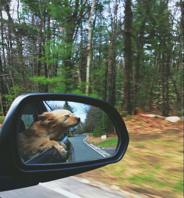 20 Perros que saben cómo disfrutar de un viaje en coche