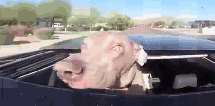 20 Perros que saben cómo disfrutar de un viaje en coche
