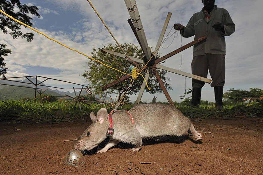 ratas-heroicas-detectoras-minas-apopo-africa (1)