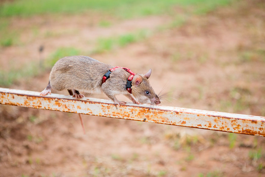 ratas-heroicas-detectoras-minas-apopo-africa (10)