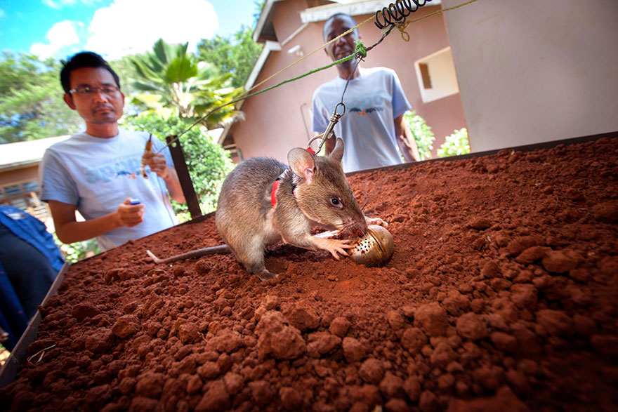 ratas-heroicas-detectoras-minas-apopo-africa (12)