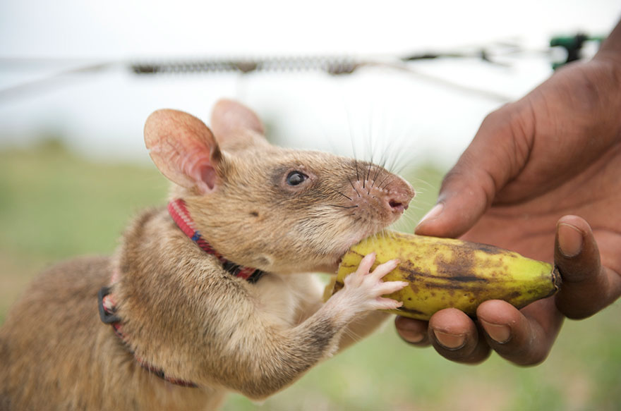 Estas heroicas ratas olfatean minas en África y podrían salvar miles de vidas en todo el mundo