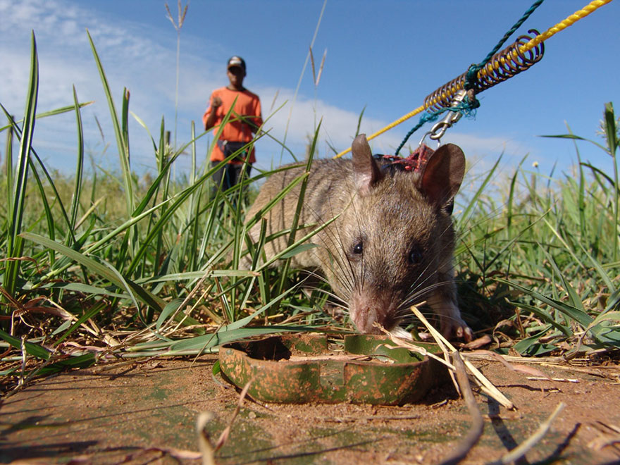 ratas-heroicas-detectoras-minas-apopo-africa (16)