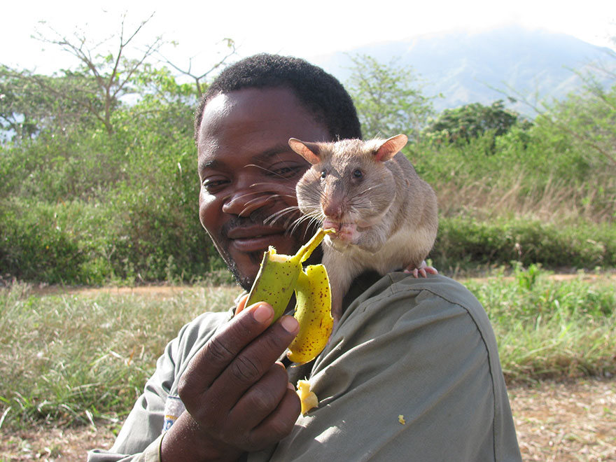ratas-heroicas-detectoras-minas-apopo-africa (17)