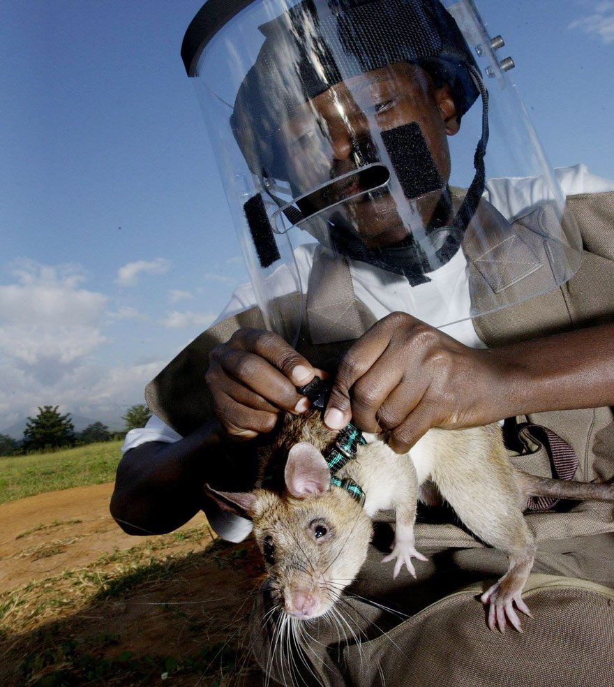 Estas heroicas ratas olfatean minas en África y podrían salvar miles de vidas en todo el mundo