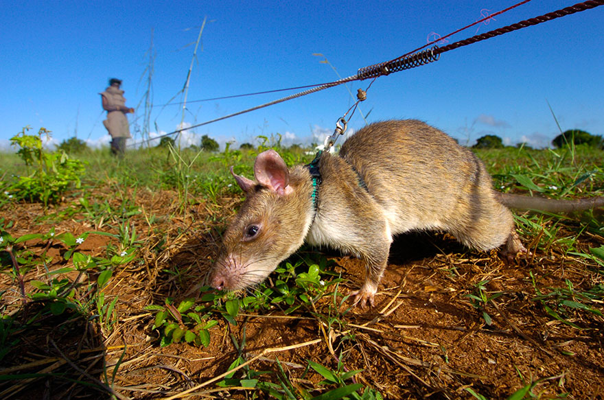 ratas-heroicas-detectoras-minas-apopo-africa (20)