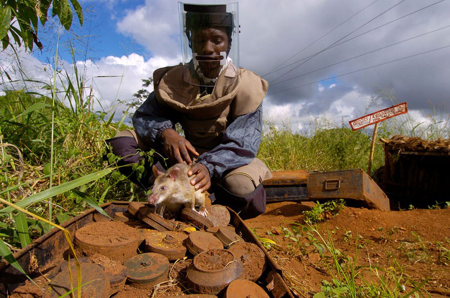 ratas-heroicas-detectoras-minas-apopo-africa (5)