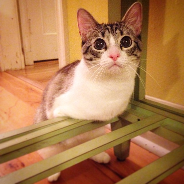 La última sensación en Instagram es Roux, un gatito adoptado de 2 patas