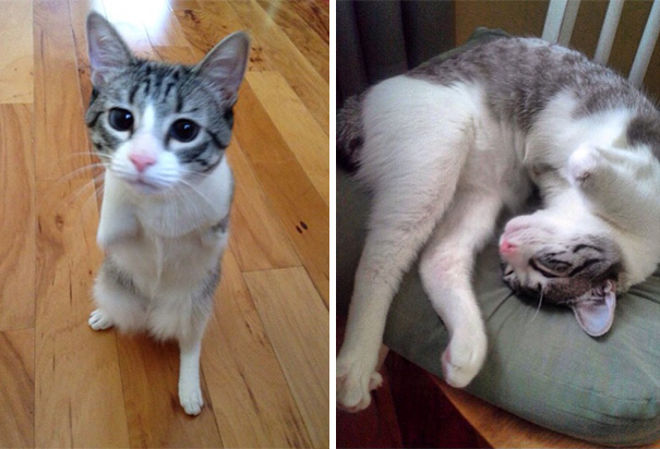 La última sensación en Instagram es Roux, un gatito adoptado de 2 patas