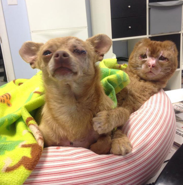 Este gato rescatado de un incendio ahora cuida de otros animales en el hospital de mascotas